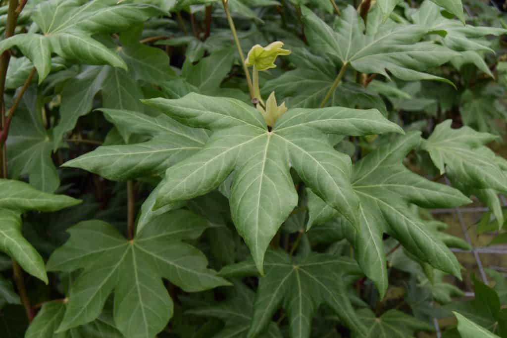 Fatshedera lizei 150-175 cm